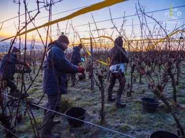 Exceptionnelle : une cuvée de glace vendangée à Dambach-la-Ville