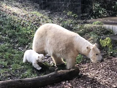 Mulhouse : les premiers pas de Kara, la petite oursonne