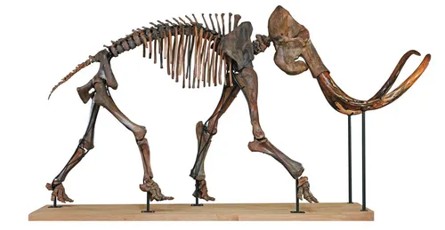 Exclu Top Music : le squelette de mammouth de Soprema place du...