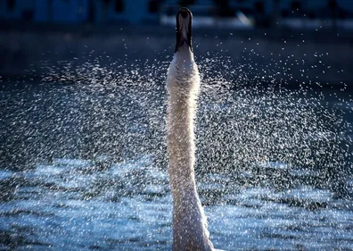 Arrêtons de donner du pain aux cygnes