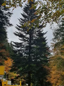 Strasbourg :  Le grand sapin est arrivé !