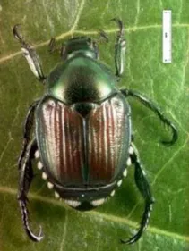 Le scarabée japonais va-t-il arriver en Alsace ?