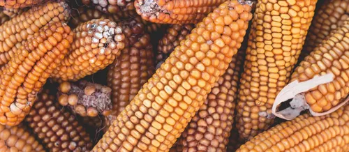 La filière maïs en congrès à Mulhouse