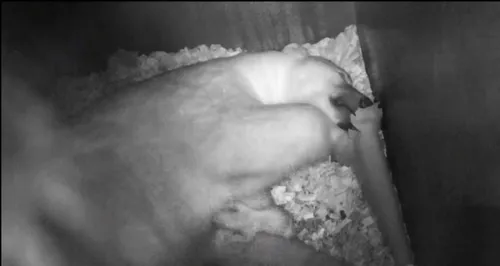 Quel prénom pour le petit frère de Nanuq ?