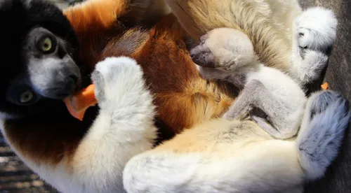 Une nouvelle naissance au Zoo de Mulhouse