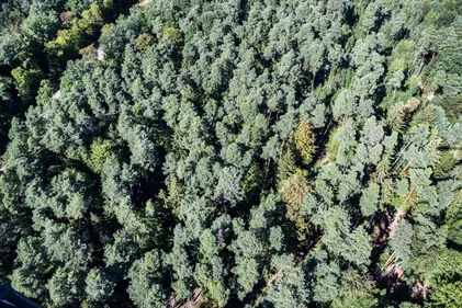 Haguenau, une forêt d'exception