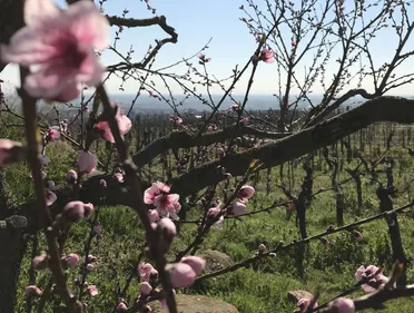 Nouveau procès des faucheurs de vignes OGM de Colmar