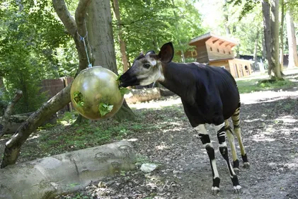 Devenez bénévole au zoo de Mulhouse