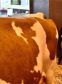 Vachement belle Java !