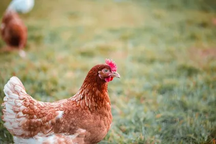 Grippe aviaire : deux nouveaux cas détectés à Brumath et Strasbourg