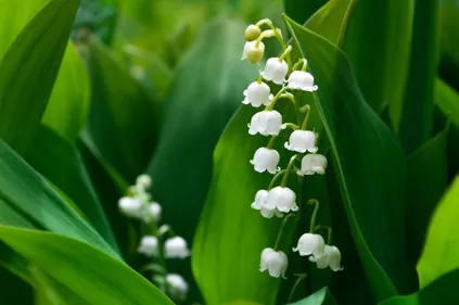 Vendre du muguet le 1er mai, une autorisation soumise à conditions