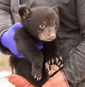 Parc de Sainte-Croix : bienvenue aux petites oursonnes 