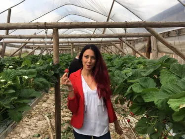 Coup d'envoi de la saison des fraises d'Alsace