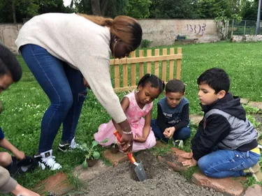 De la maternelle au lycée : plantation de choux à choucroute