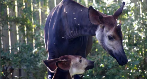 Deux mâles okapis au zoo de Mulhouse