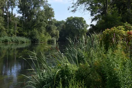 La forêt de la Robertsau classée "Réserve naturelle nationale"