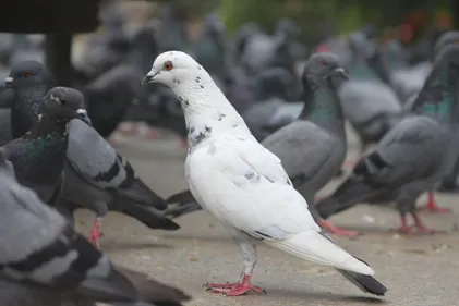 Obernai veut limiter le nombre de pigeons