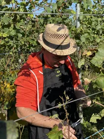 Faites les vendanges, comme des touristes
