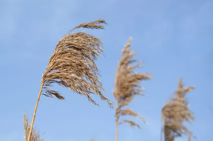 Tempête Jorge :  vigilance orange en Alsace