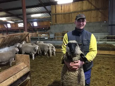 Des agneaux "made in Alsace" pour Pâques, comme à Baldenheim