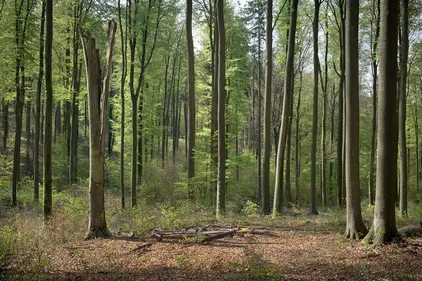 Une forêt des Vosges au patrimoine de l'UNESCO 