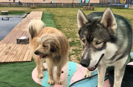 Doogo Club, un centre de loisirs pour chiens à Colmar