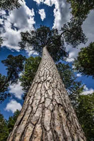 Donnez un coup de main en forêt de Haguenau ! 