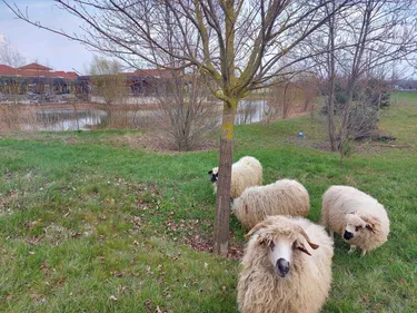 Eco-pâturage : quand les moutons remplacent la tondeuse au centre...