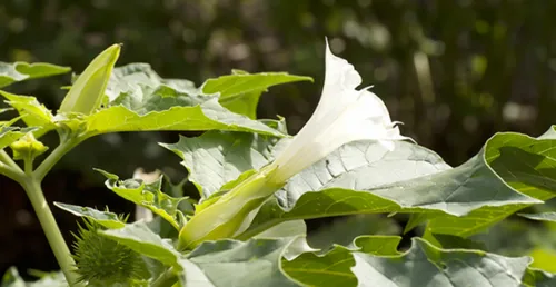 Alerte sur la plante toxique, le datura
