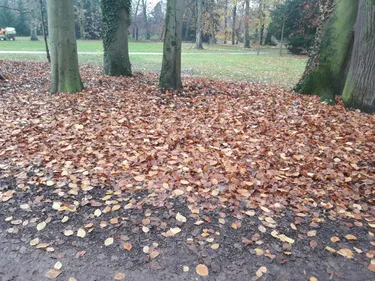A quoi servent les feuilles mortes à Strasbourg ?