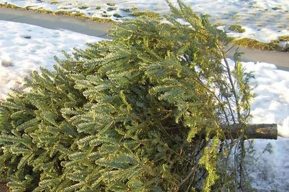 Bye-bye sapin de Noël