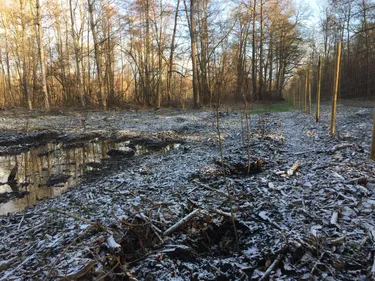 Coup de pouce pour la reforestation de l'Illwald