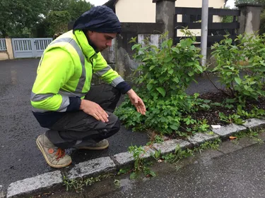 Comment jardiner au naturel : dans mon jardin et dans ma commune
