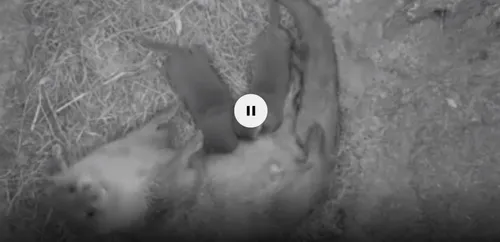 Top Music, premier sur les loutres ! 