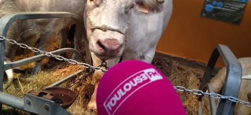 Le SISQA : le plus grand marché de la région Occitanie à Toulouse !