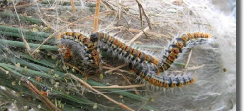 Opération anti-chenilles
