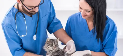 Les chats toulousains menacés par le Typhus