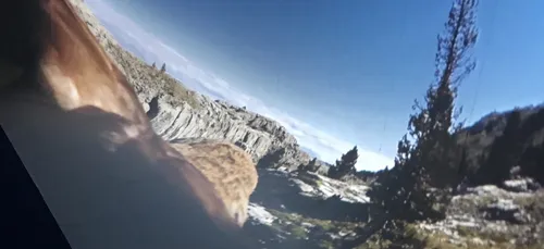 Au Muséum "Mon truc en plumes !"