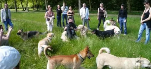 Toulouse lance la 1ère balade canine urbaine