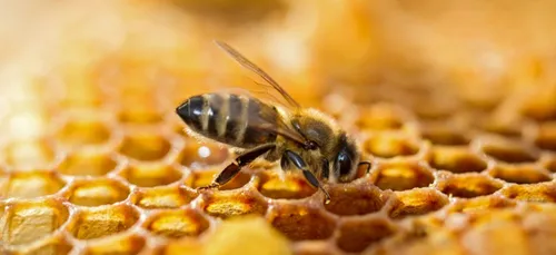 Des ruches sur le toit du Conseil départemental