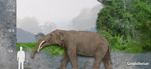 Le crâne d’un mastodonte, vieux de 13 millions d’années a été...