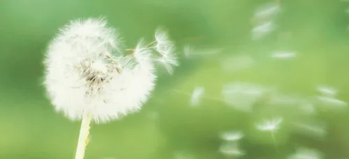 Allergies : Alerte rouge en Occitanie au pollen