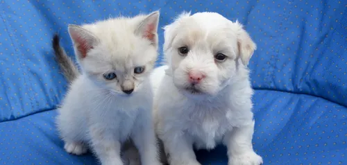 Pour ou contre un permis pour les propriétaires d’animaux ?