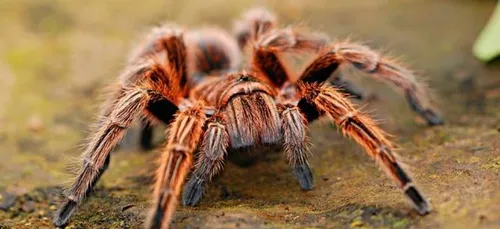 Et vous, quelle est votre phobie ?