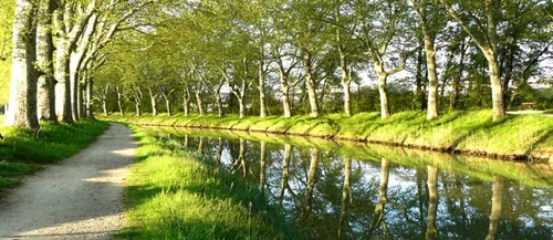 Toulouse : Le chancre coloré fait son apparition dans la Ville !