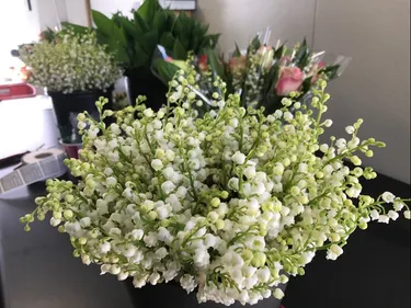 Haute-Garonne : Demain le muguet sera à l'honneur !