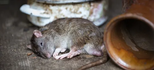 Toulouse : Des agents alertent sur la présence de rats dans la...