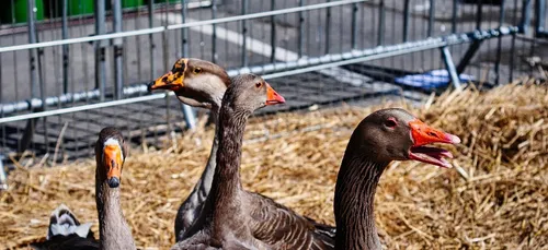 Le Gers placé en risque "élevé" de grippe aviaire