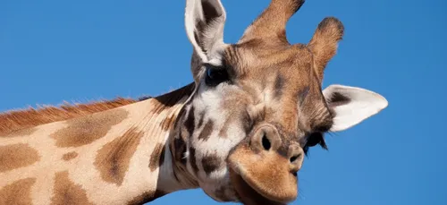 Près de Toulouse : Une girafe meurt mystérieusement dans un zoo