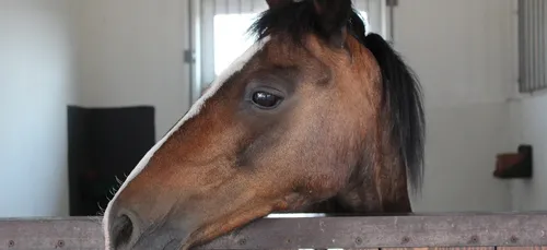 Près de Toulouse, un drone survole des écuries et suscite la...